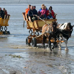 Kutschen im Watt zwischen Cuxhaven und Neuwerk – seit Saisonbeginn führt ein neuer Weg auf die Insel.