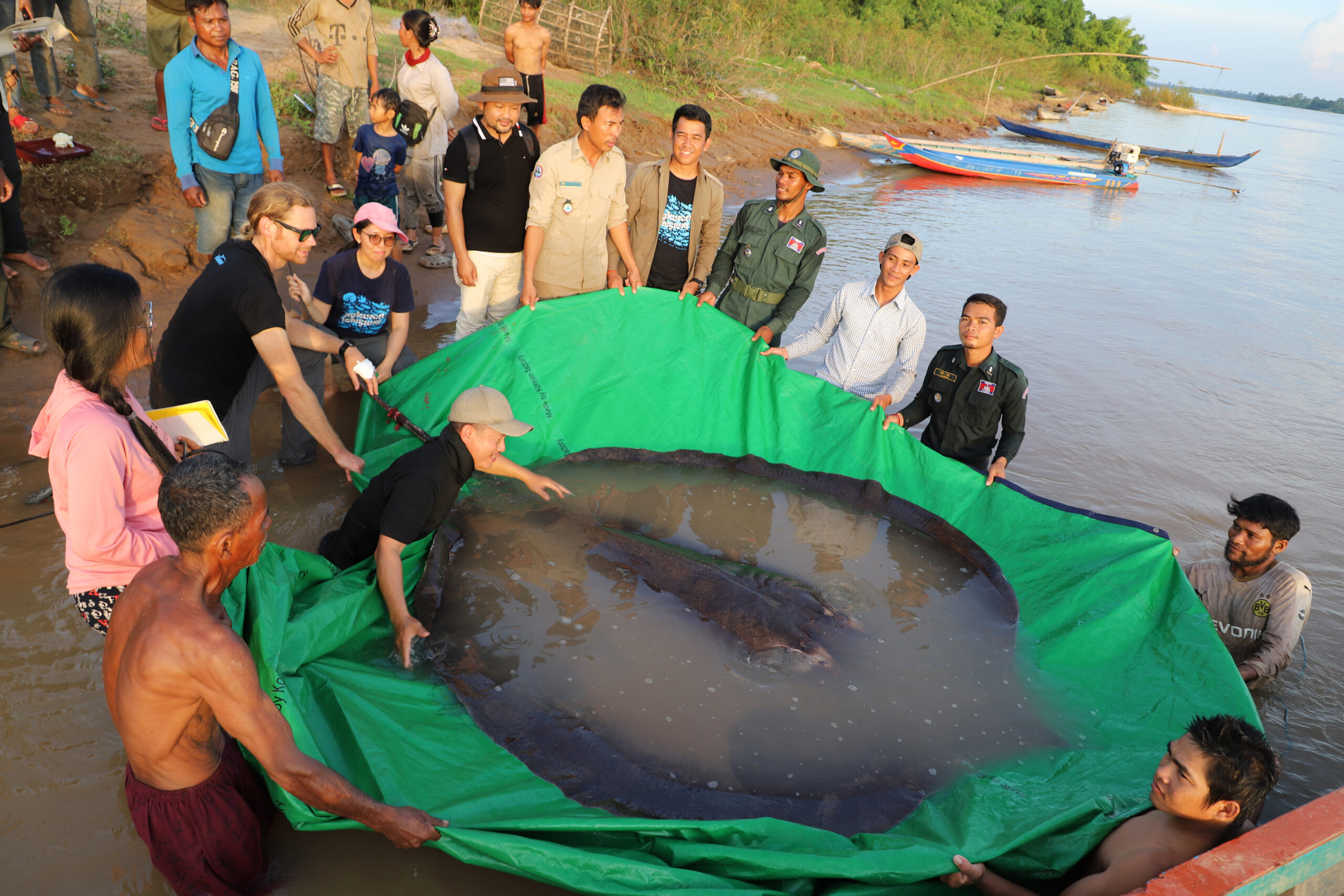 Ein Fischer hat im Mekong in Kambodscha den größten jemals registrierten Süßwasserfisch der Welt gefangen. Er wurde von einem Forscherteam untersucht und wieder freigelassen.