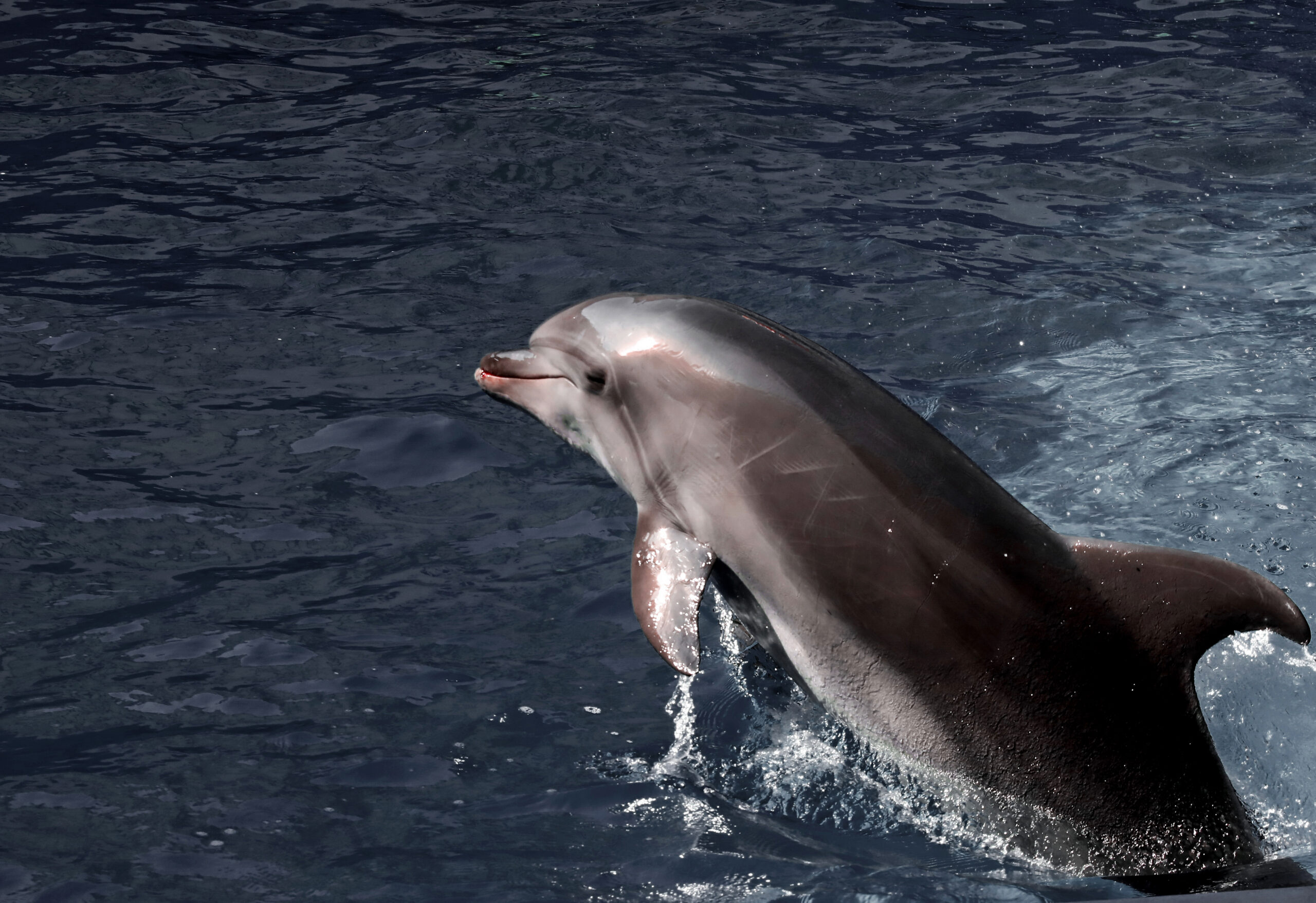 Ein Delfin schwimmt im Schwarzen Meer – tausende Tiere sind dort in diesem Jahr schon verendet.