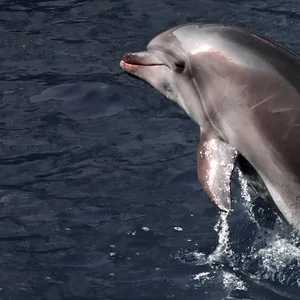 Ein Delfin schwimmt im Schwarzen Meer – tausende Tiere sind dort in diesem Jahr schon verendet.