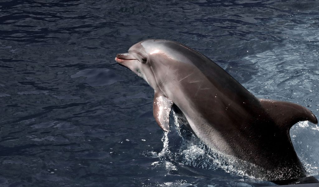 Ein Delfin schwimmt im Schwarzen Meer – tausende Tiere sind dort in diesem Jahr schon verendet.