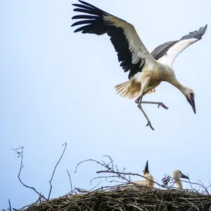Ein Jungstorch unternimmt über seinem Horst erste Flugversuche und hebt immer wieder ab, während ihm seine Geschwister zusehen.