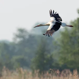 Storch Kirchwerder Wiesen