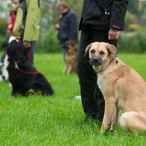 Hund mit Besitzer:innen der in die Kamera guckt