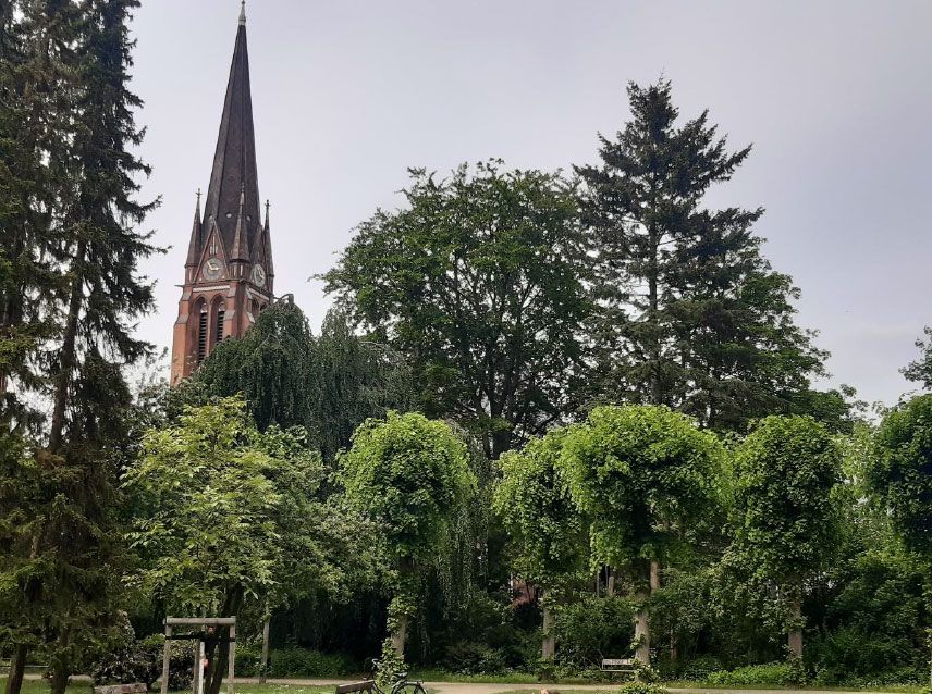 Rotbuche bei der Johanniskirche Altona