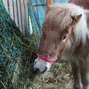 Pony Girly