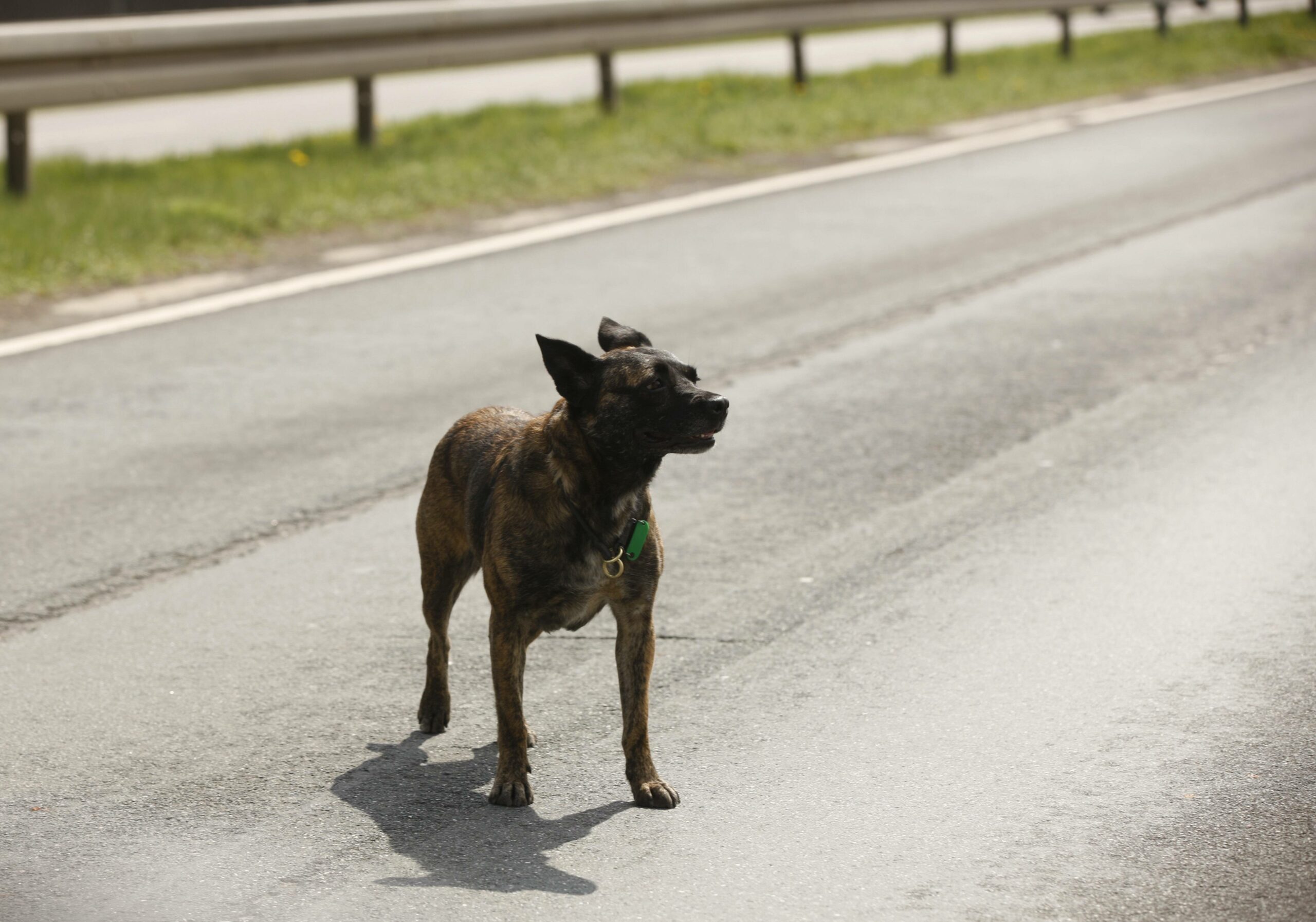 Hund auf einer Straße (Symbolbild).