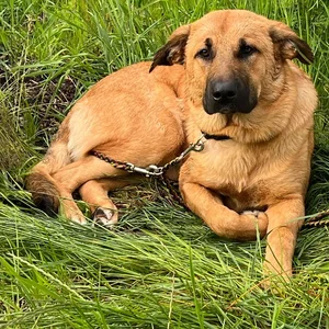 Der wahrscheinlich ausgesetzte Hund wurde am Montag an einer Straße gefunden.