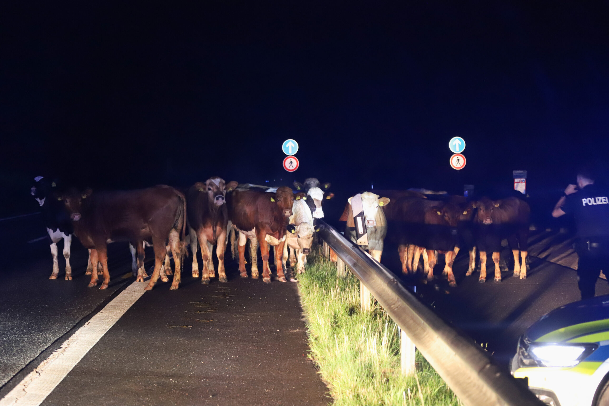 15 Rinder liefen auf der A23 umher. Woher sie stammen, ist unklar.