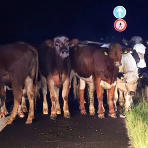 15 Rinder liefen auf der A23 umher. Woher sie stammen, ist unklar.