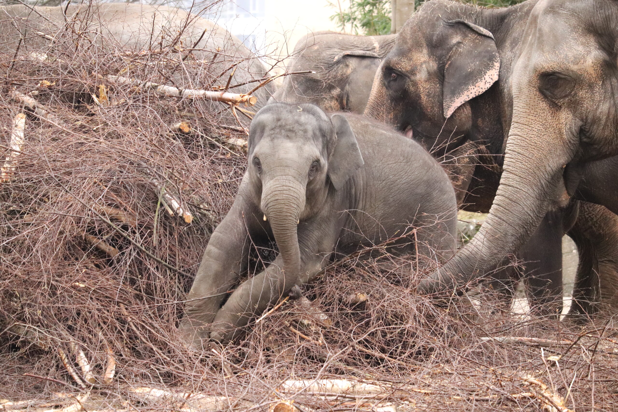 Elefant „Raj“