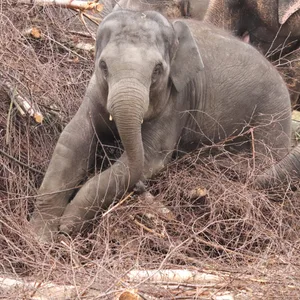 Elefant „Raj“