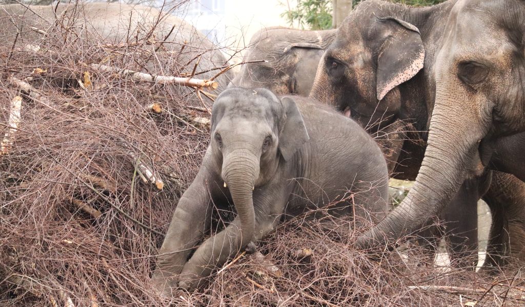 Elefant „Raj“