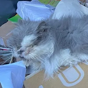 Der Kater Omar liegt im Papiercontainer