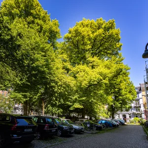 Holländische Linde am Paulsenplatz wird gefällt
