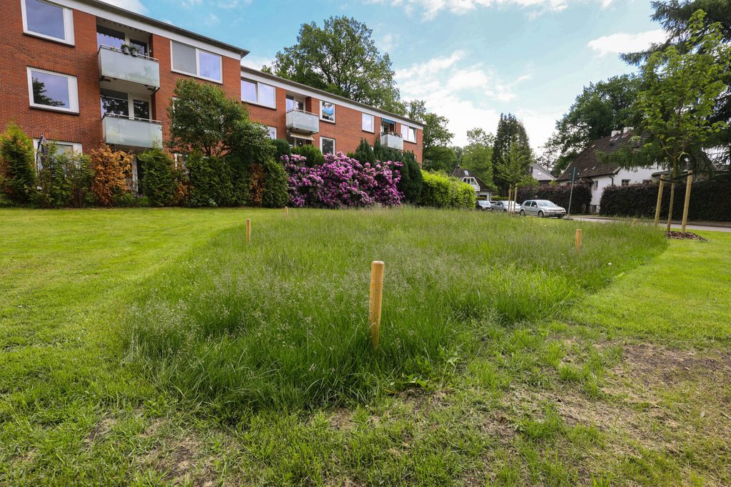 Ein spezielles Bepflanzungskonzept soll die Biodiversität im Quartier fördern: In solchen sogenannten „grünen Zonen” können Wildblumen wachsen und Insekten anlocken.