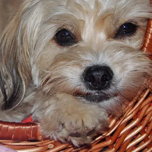 Terrier Mischling