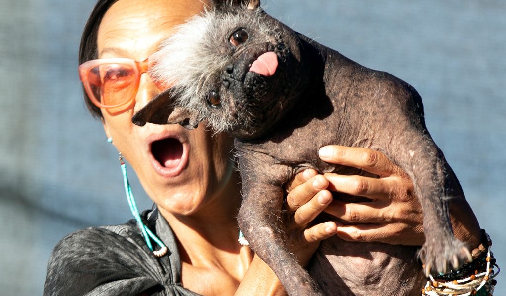 „Mr. Happy Face“ ist jetzt offiziell der hässlichste Hund der Welt.