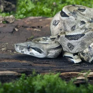 Kaiserboa