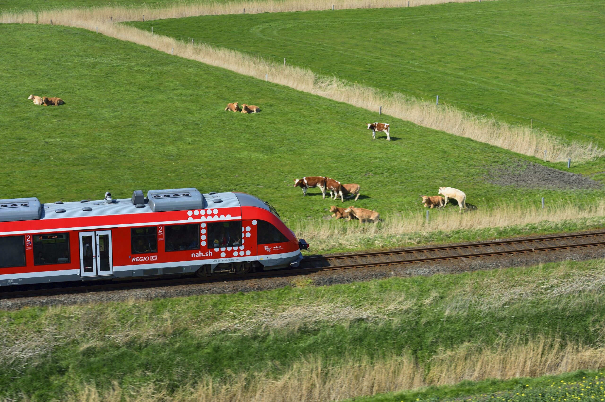 Zug kollidiert mit Kuh