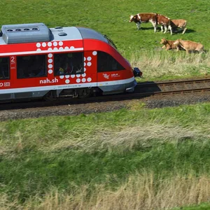 Zug kollidiert mit Kuh