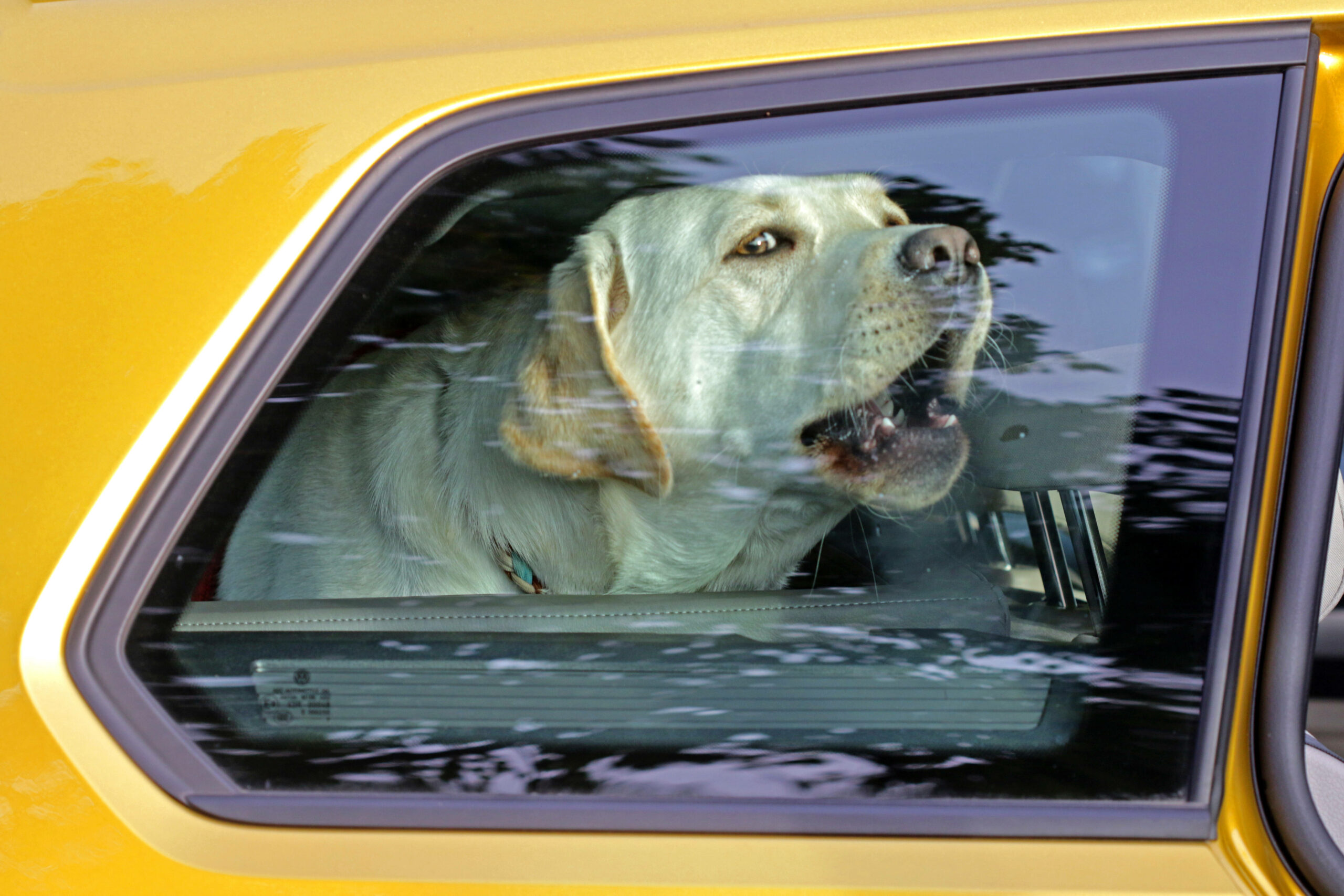 Ein Hund sitzt in einem geschlossenen Auto. (Symbolbild)
