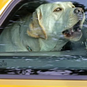 Ein Hund sitzt in einem geschlossenen Auto. (Symbolbild)