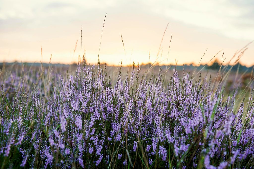Heideblüten bei Schneverdingen