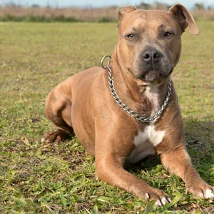Pittbull-Mix