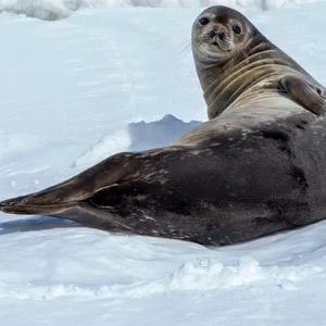 Ein Seelöwe im antarktischen Eis. Auch dort ist die Belastung mit Mikroplastik hoch.
