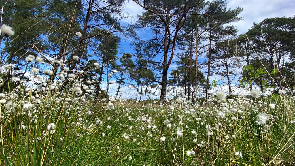 Wollgrasblüte Rotenburg