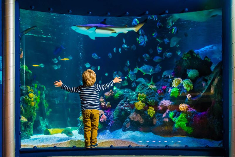 Die ganze Vielfalt der Unterwasserwelt zeigt sich im „Sea Life“ am Timmendorfer Strand.