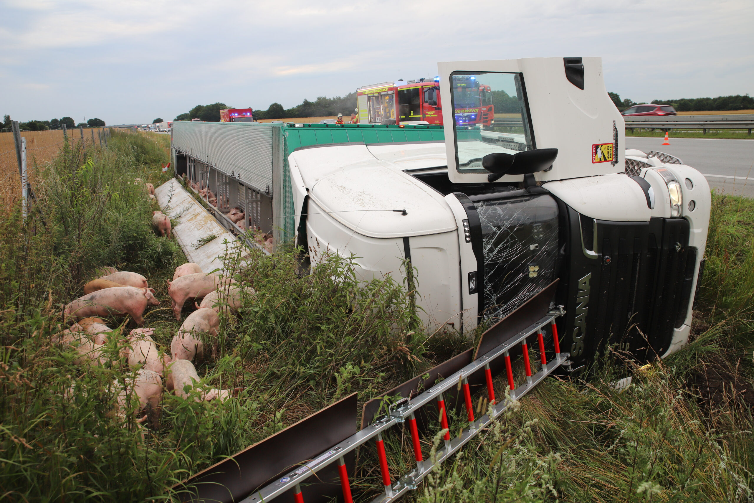 Schweinelaster kippt auf A7 um – Autobahn Richtung Hamburg gesperrt