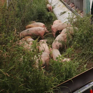 Schweinelaster kippt auf A7 um – Autobahn Richtung Hamburg gesperrt