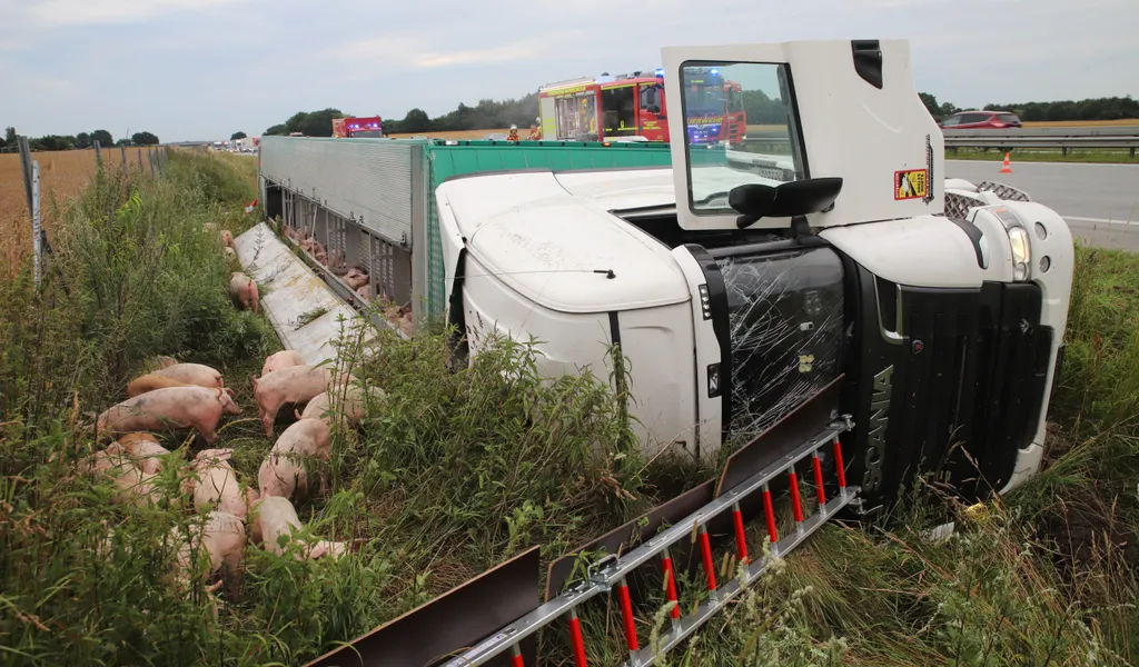Schweinelaster kippt auf A7 um – Autobahn Richtung Hamburg gesperrt