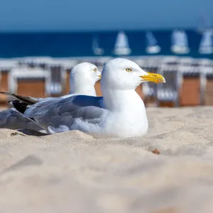 Zwei Möwen sitzen im warmen Sand am Ostseestrand.