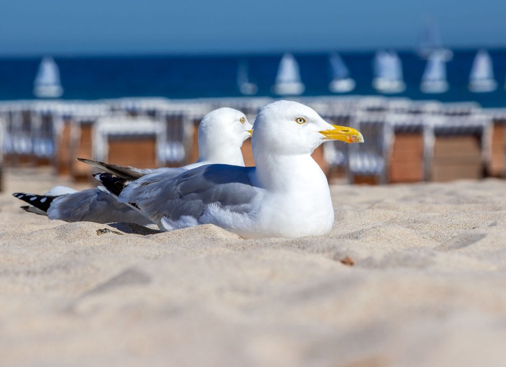 Zwei Möwen sitzen im warmen Sand am Ostseestrand.