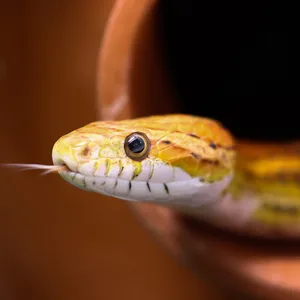 Eine Kornnatter guckt aus einem Rohr.
