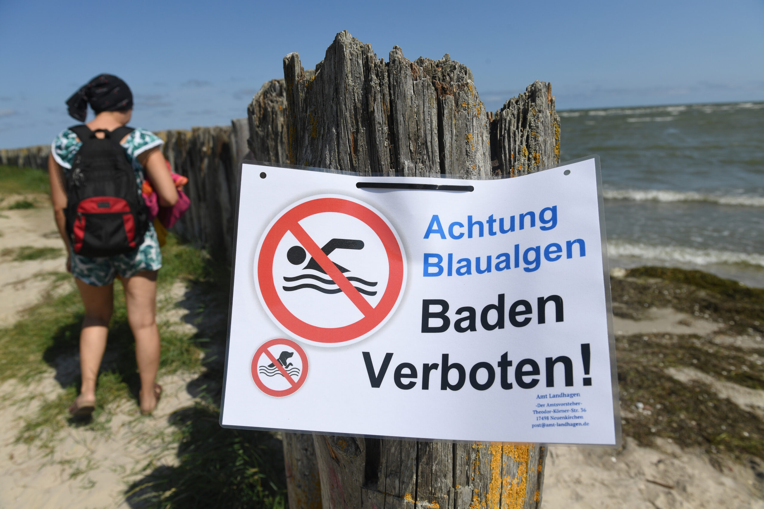 Neue Studie zeigt, wo die lästigen Blaualgen in der Ostsee herkommen.