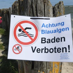 Neue Studie zeigt, wo die lästigen Blaualgen in der Ostsee herkommen.