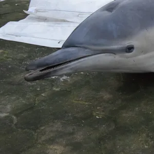 Ein toter Delfin in der Eckernförder Bucht