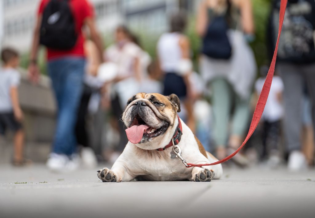 Englische Bulldogge