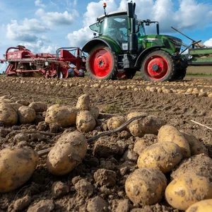 Ein Traktor auf dem Feld bei der Kartoffelernte.