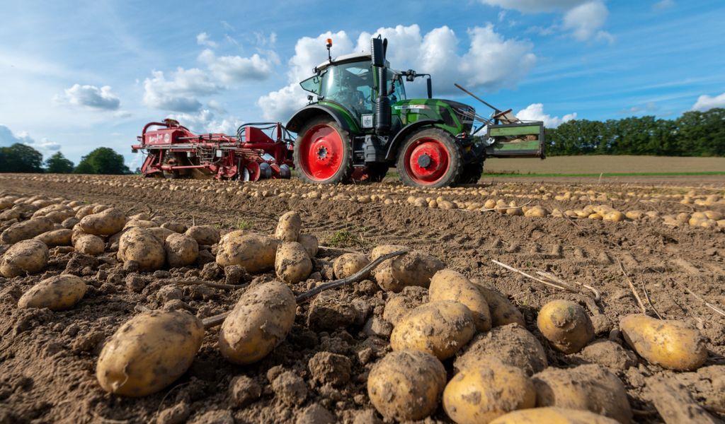 Ein Traktor auf dem Feld bei der Kartoffelernte.