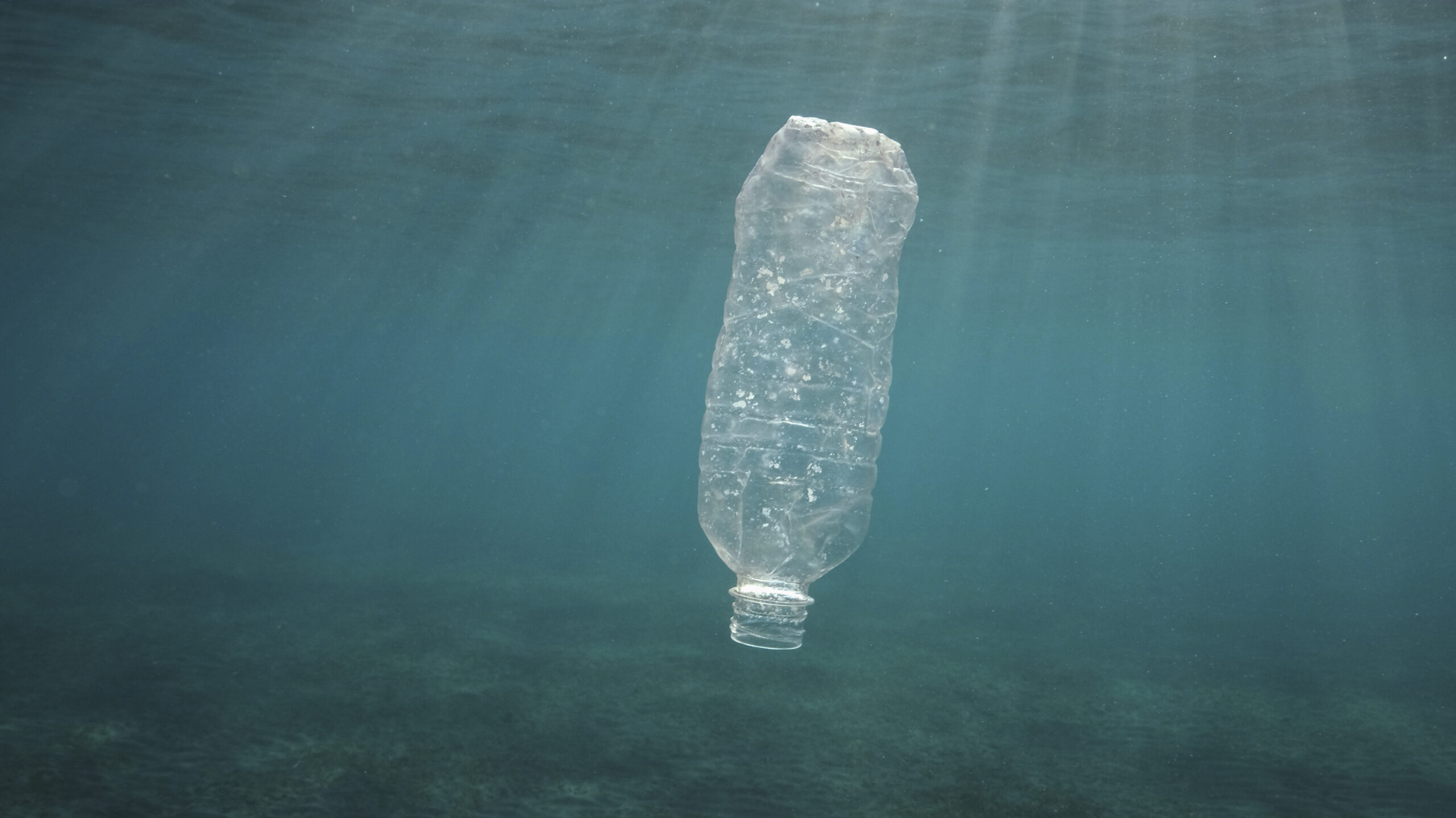 Eine weggeworfene Plastikflasche treibt im Wasser.