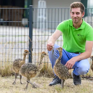 Der Farmbesitzer füttert seine Strauße.