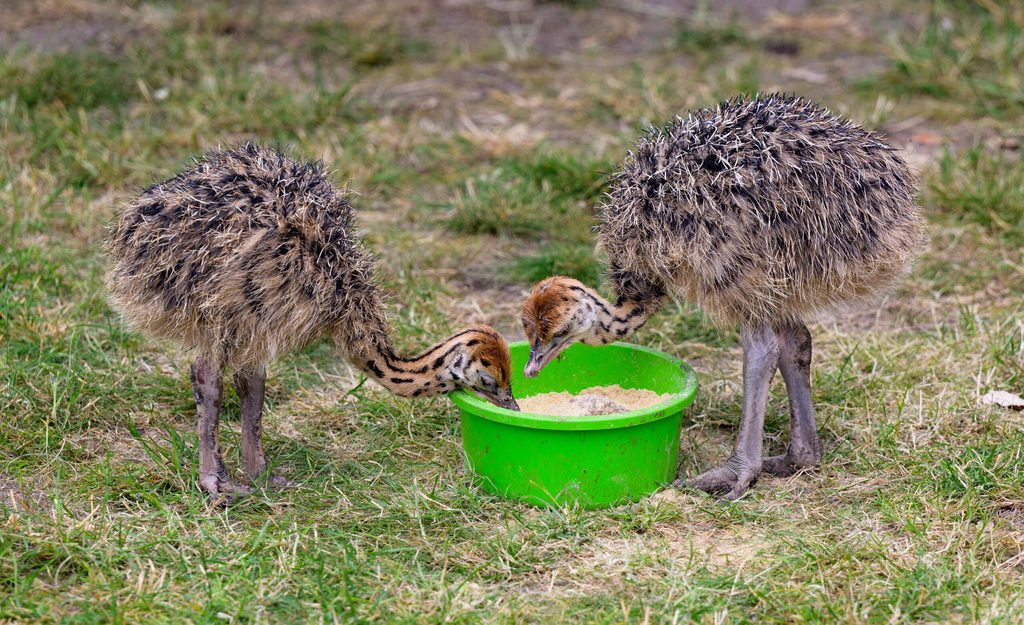 Straußenküken sind ein Besuchermagnet.