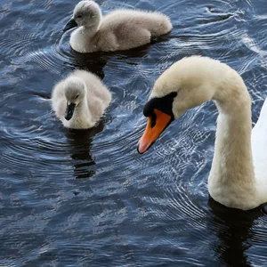 Schwanenküken paddeln auf der Alster