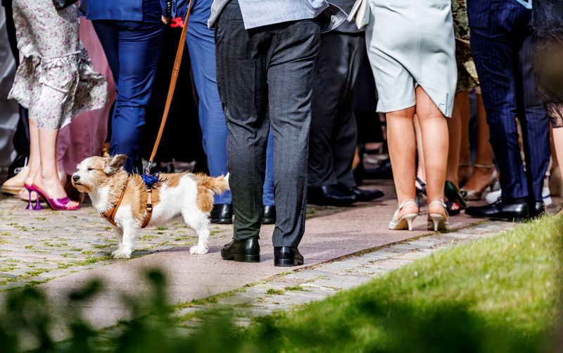Ein Hund eines Hochzeitsgastes