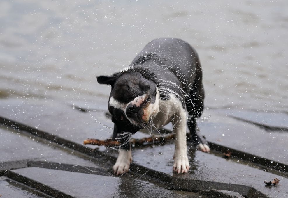 Boston Terrier Wilma schüttelt sich nach einem Bad in der Elbe an der Slipanlage in Entenwerder.